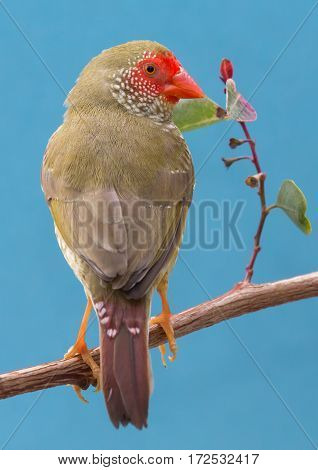 Beautiful little star finch bird from Australia