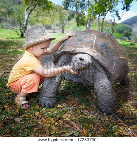 Child touching Aldabra giant tortoise. Mauritius