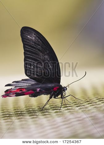 Schwarzer Schmetterling mit roten Punkten