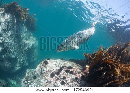 Phoca Largha (larga Seal, Spotted Seal) Underwater Pictures