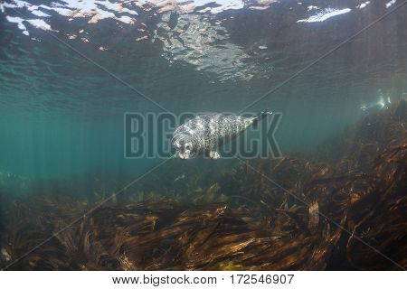 Phoca Largha (larga Seal, Spotted Seal) Underwater Pictures