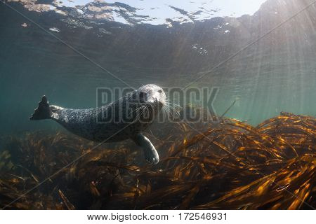 Phoca Largha (larga Seal, Spotted Seal) Underwater Pictures