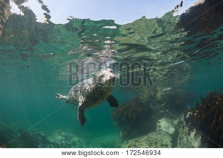Phoca Largha (larga Seal, Spotted Seal) Underwater Pictures