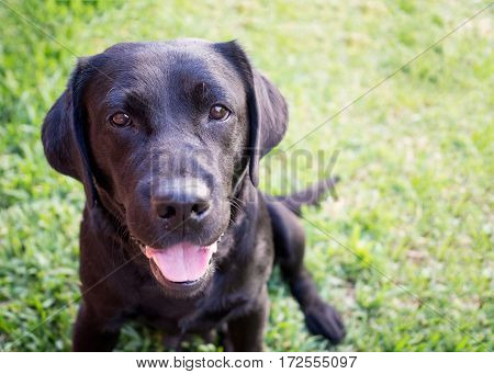 Beautiful black labrador retriever on a grass background
