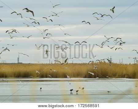 The seagulls and ducks on the frozen lake