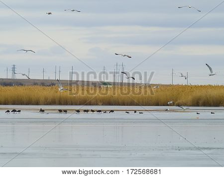 The seagulls ducks and the frozen lake