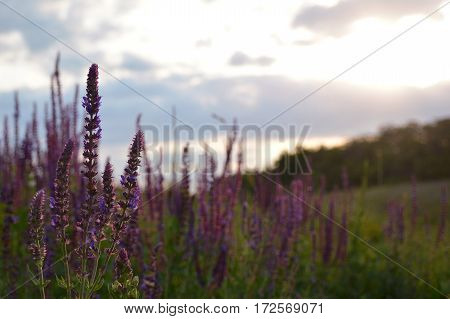 Lavender flower with ladybug close up in a field. Sunset on the background.