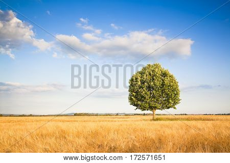 Isolated tree in a tuscany wheatfield - (Tuscany - Italy)