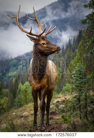 Rutting bull elk in the Rocky Mountains of Colorado