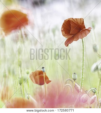 Red poppy wild flower field. Poppies are beautiful vibrant spring flowers. Image with soft background and narrow DOF.