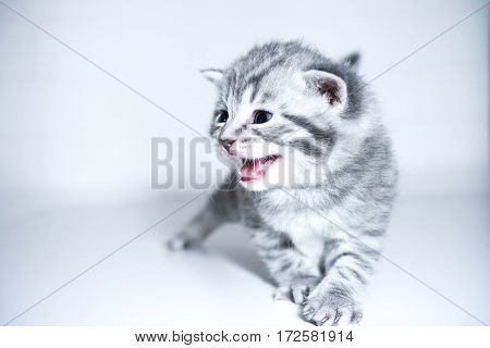 The kitten meows shouts purebred kitten. Baby kitten