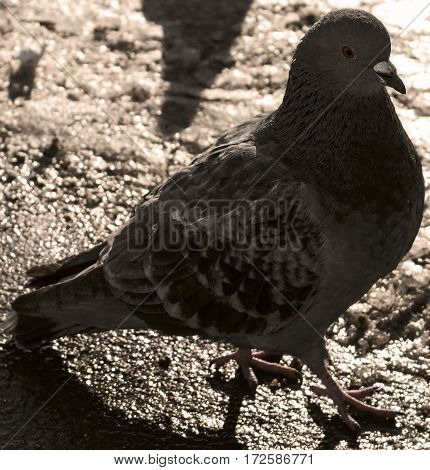 Pigeon, dove, pigeon on the road, gray pigeon closeup, city birds. Dove -  a bird of peace, walking pigeon