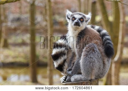 Ring-tailed lemur, Lemur catta, enjoying the sun