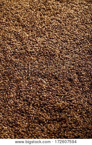 Close photo up of malt grains, expensive malts for darker beers