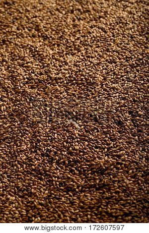 Close photo up of malt grains, expensive malts for darker beers