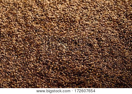 Close photo up of malt grains, expensive malts for darker beers
