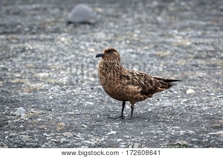 Skua bird in Iceland coast