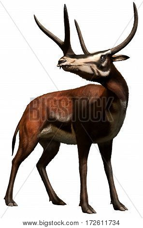 Kyptoceras  ungulate from the Miocene era 3D illustration