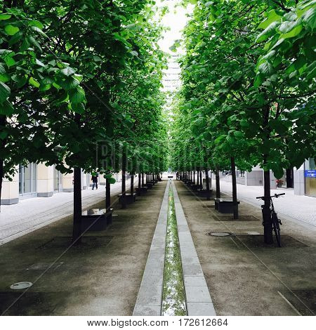 Path or road surrounded by 2 rows of trees