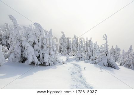 On the lawn covered with white snow there is a trampled path that lead to the dense forest in nice winter day.