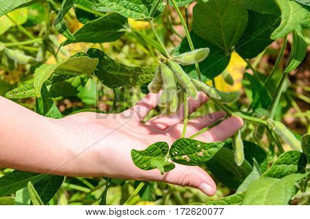 Hand Holding A Soybean Branch In Planting