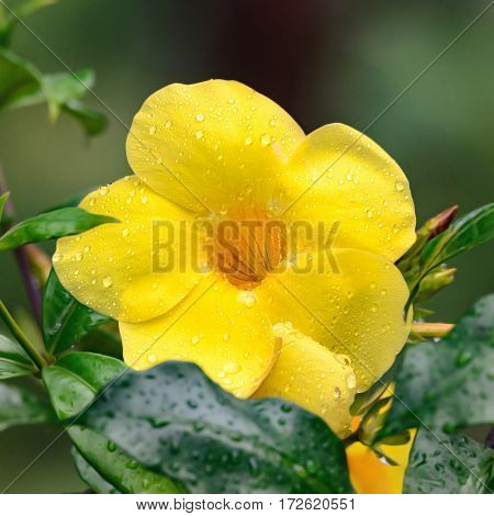 Yellow Alamanda flower with water drops after rain.