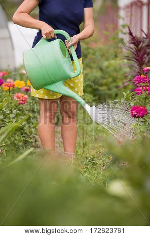 Young woman watering plants and flowers in the garden at summertime. Gardening girl watering flowers with blue watering can on a sunny day. Working in the garden.