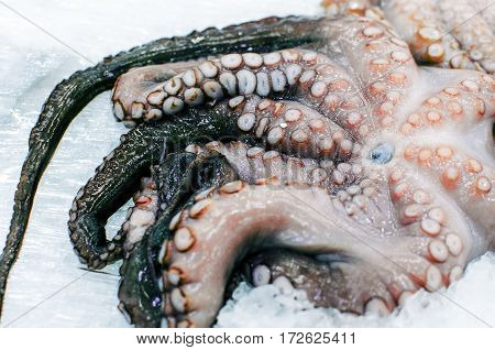 Octopus squid frozen in the ice in the refrigerator in a supermarket store