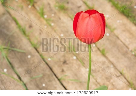 Red Tulip on the background of wooden boards brown