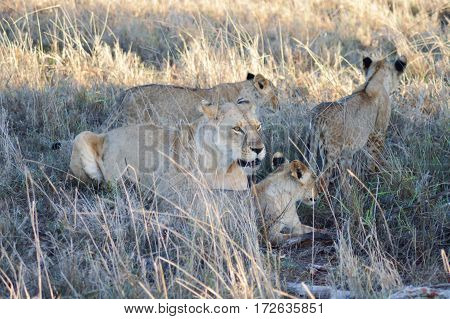 A Lioness and her three lion cub in West Tsavo Park in Kenya