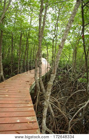 Wood bridge in mangrove forest Kohchang Trat Thailand