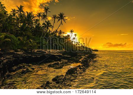 Coconut palm trees on the beach during the sunrise on Upolu, Samoa Islands