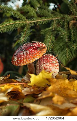 Amanitas Under Fir Branches On The Background Of Maple Leaves