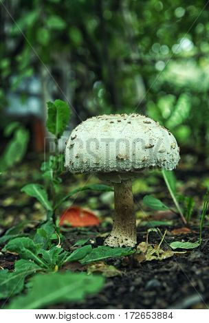White Mushroom Amanita Close Up In Summer