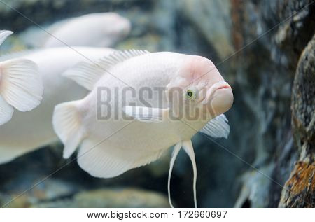 Giant Gourami Fish, Fresh Water