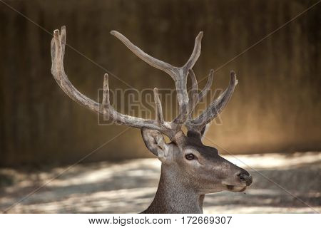 Spanish red deer (Cervus elaphus hispanicus), also known as the Iberian red deer. 