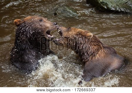 Kamchatka brown bears (Ursus arctos beringianus), also known as the Far Eastern brown bears fighting in water.