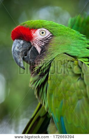 Green military macaw (Ara militaris).