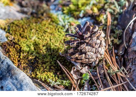 Natural texture pine cone on ground snow in winter