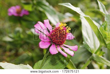 a pink petal flower with big pineapple like crown