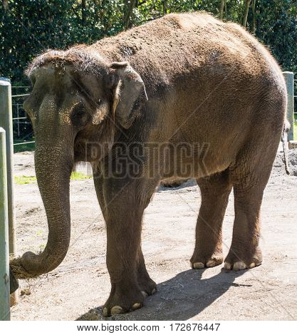 One of the last elephants before Woodland Park Zoo ended its elephant compound