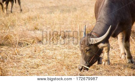 Thailand Buffalo. Buffalo in a field eating dry grass. On the way back home.