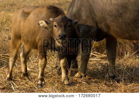 Thailand Buffalo. Buffalo in a field eating dry grass. On the way back home.