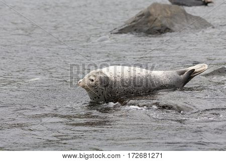 Phoca Largha (larga Seal, Spotted Seal) Surface Pictures