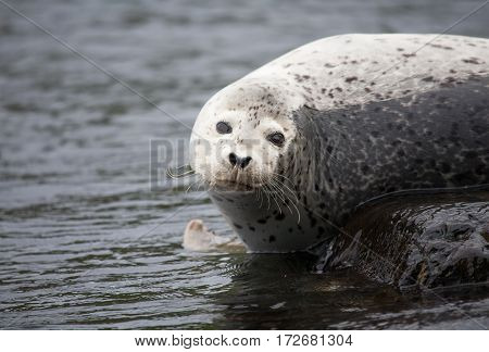 Phoca Largha (larga Seal, Spotted Seal) Surface Pictures