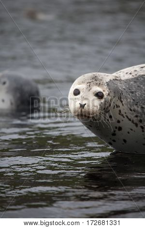 Phoca Largha (larga Seal, Spotted Seal) Surface Pictures