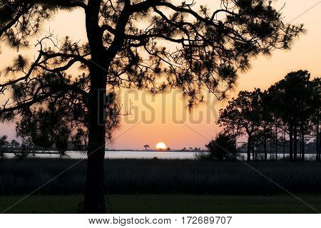 Iconic sunset through silhouetted pines over a bayou in Panama City, Florida