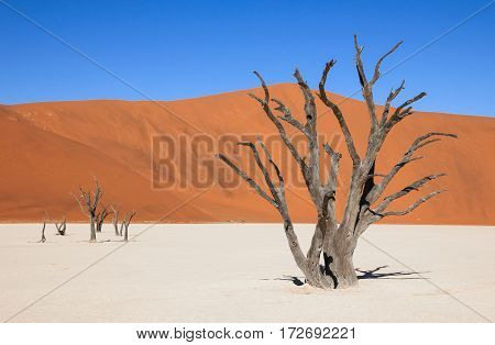The scenic Sossusvlei and Deadvlei. Large clay and salt pan with braided Acacia trees surrounded by majestic sand dunes.
