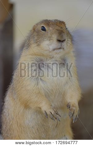 Ground Squirrel (Spermophilus citellus) eats the grass looking around the neighborhood.