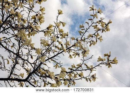 flowers in spring time Magnolia blooms Blelaya magnolia